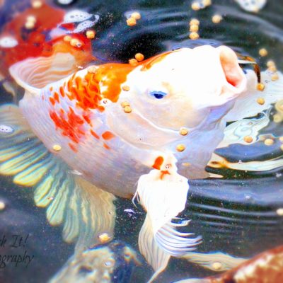 Webbox Rainbow Mixed Pond Sticks 5kg - Complete Food For Koi & Goldfish