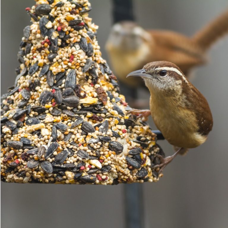 Bird Seed