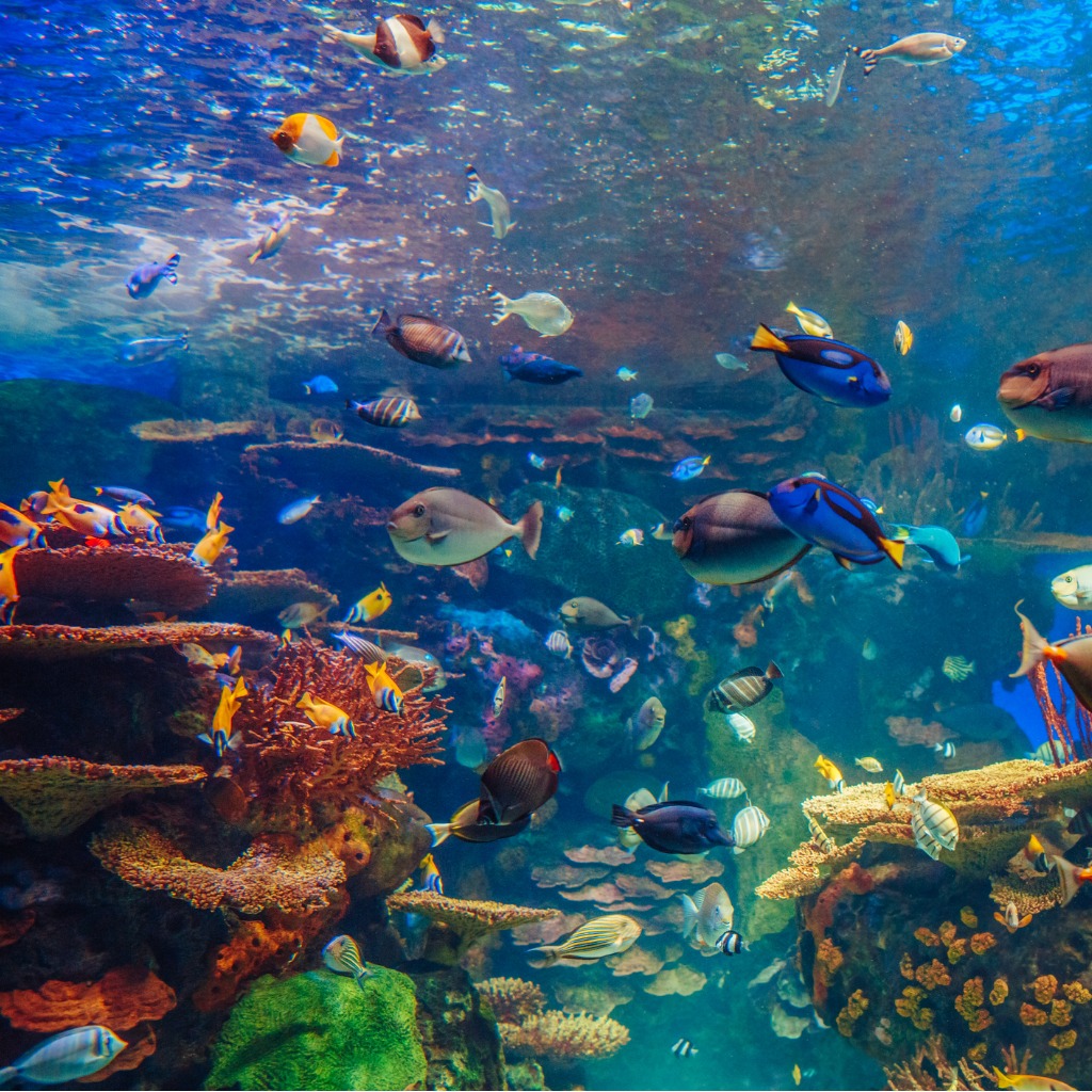 Fish Health Supplies