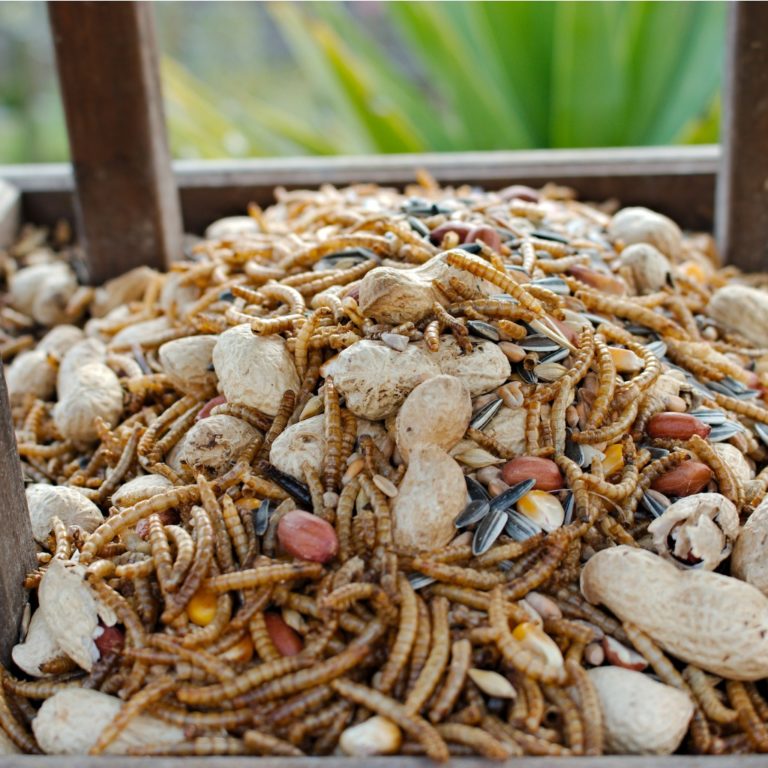 Mealworms