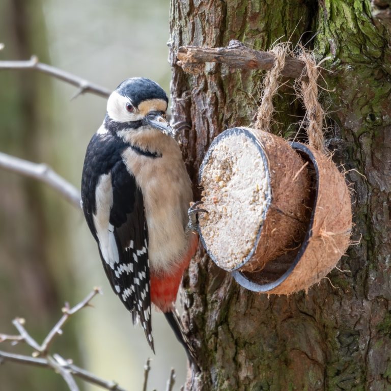 Suet