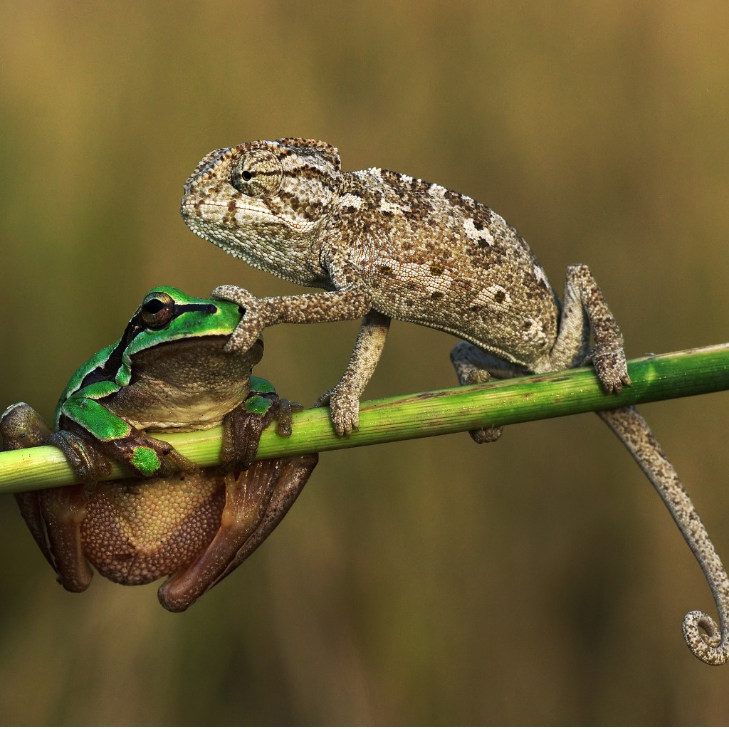 Buy Pet Food and Supplies Online Petfoods.co.uk