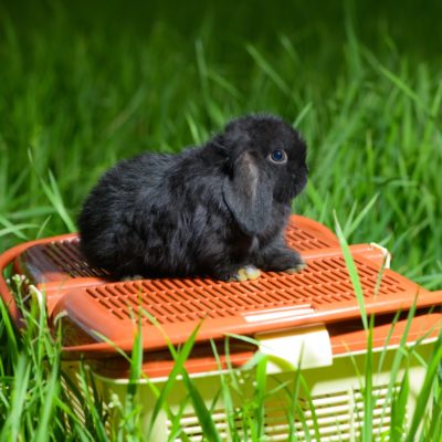 thumbnail image 2 of Buy Wholesale China Et Carrier Bag Breathable Travel Hamster Bunny 2 of 11